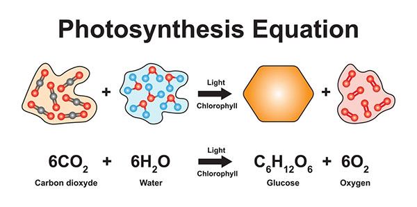 photosynthesis equation