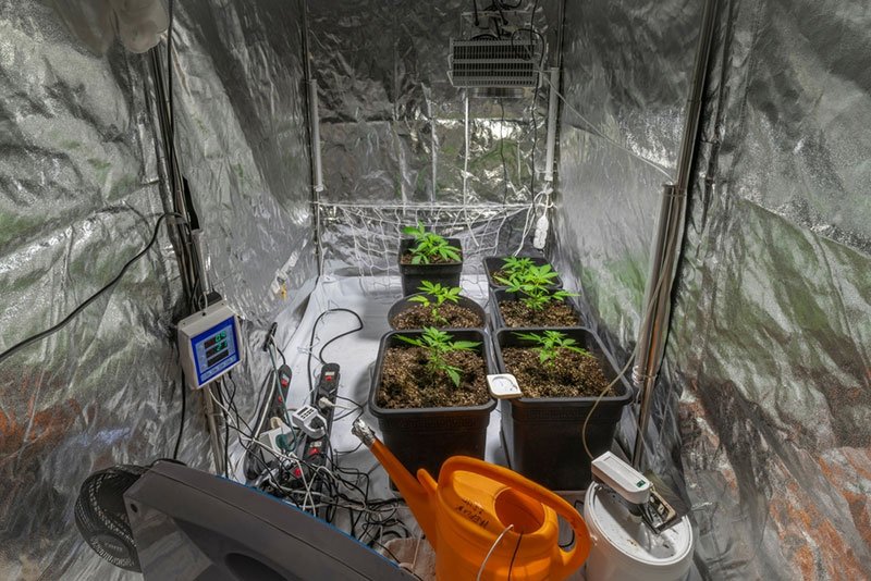 How Much Grow Tent Space Does One Plant Need?