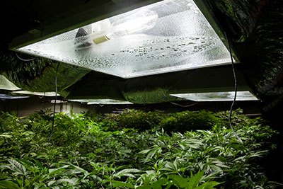 types of grow light settings