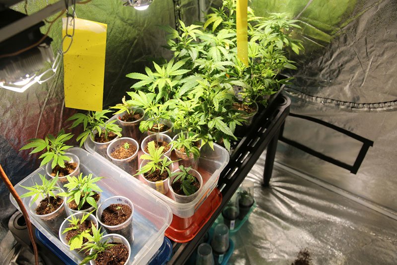 What Can You Grow in a Grow Tent?