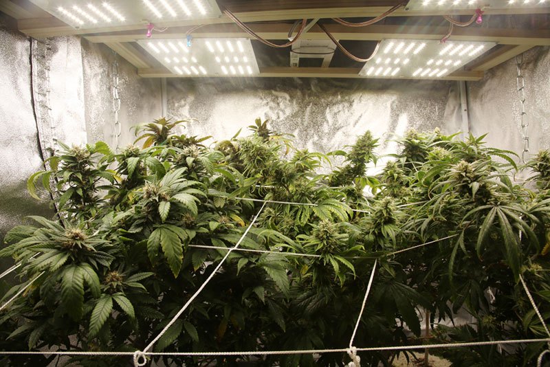 What is the Difference Between a Grow Tent and a Greenhouse?