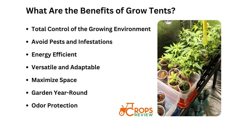 What Are the Benefits of Grow Tents?