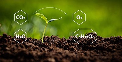 How does the visible light spectrum relate to photosynthesis?