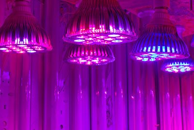 What is the best LED for vertical farming?