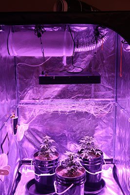 How High Should My Grow Tent Be?