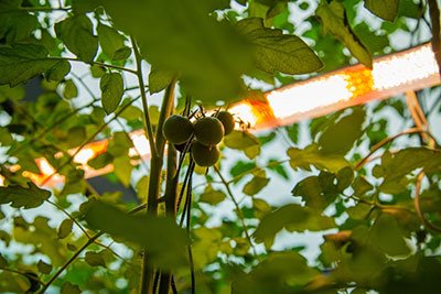 Do indoor plants need infrared light (IR)?