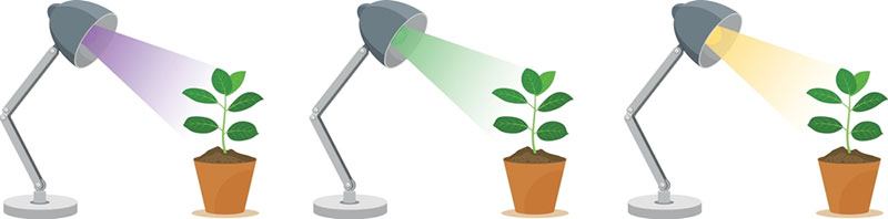How does the light spectrum affect plant growth?