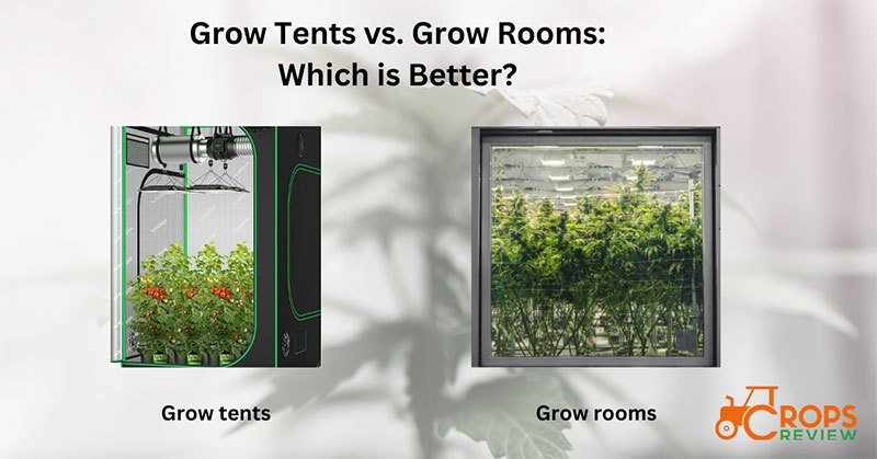 Grow Tents vs. Grow Rooms