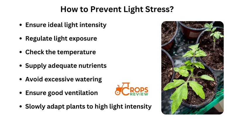 How to prevent light stress?
