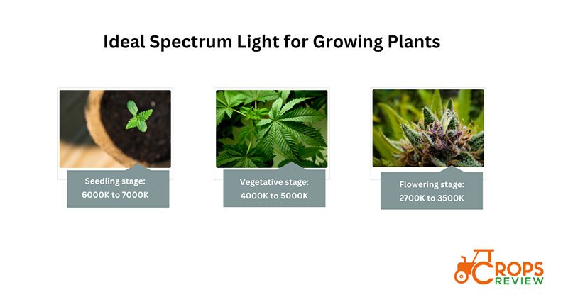 What is the ideal spectrum light for growing plants?