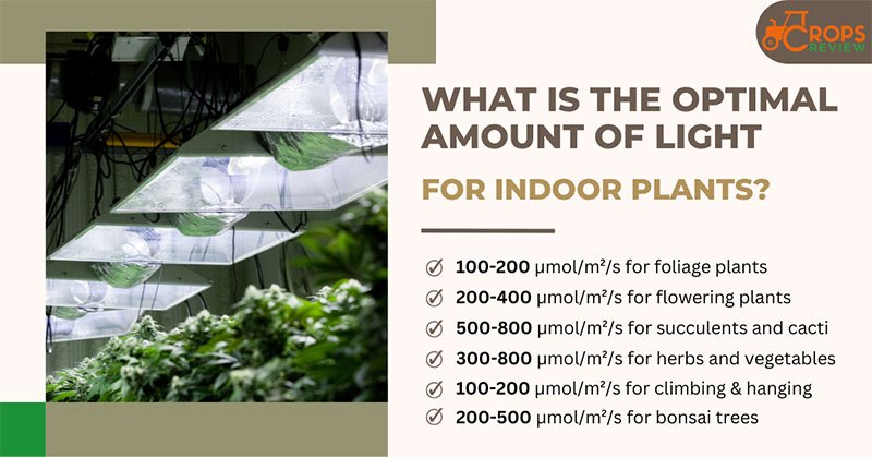 What is the optimal amount of light for indoor plants?